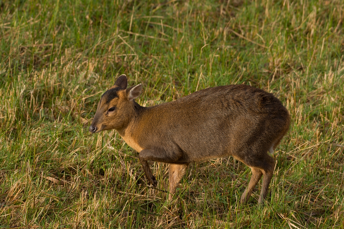 David Plant Photography - Wildlife Photography - Muntjac - E.jpg - Reeves's muntjac, Muntiacus reevesi - Cambridgeshire