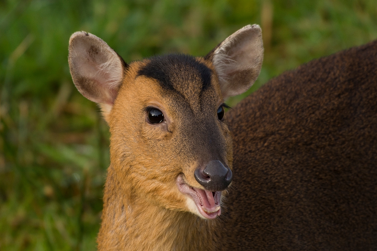 David Plant Photography - Wildlife Photography - Muntjac - F.jpg - Reeves's muntjac, Muntiacus reevesi, head - Cambridgeshire