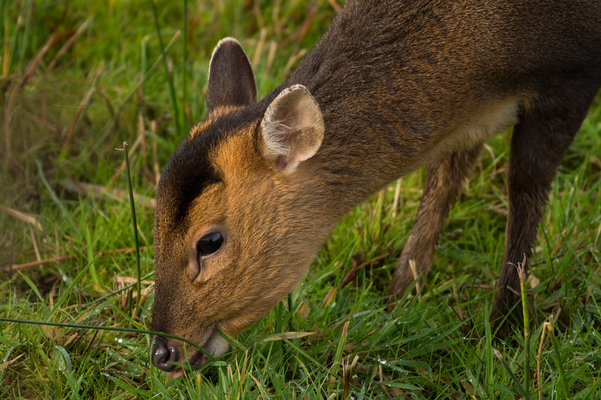 David Plant Photography - Wildlife Photography - Muntjac - G.jpg - Reeves's muntjac, Muntiacus reevesi, head - Cambridgeshire