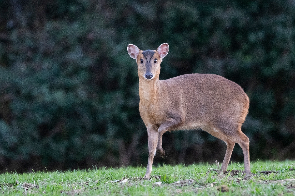 David Plant Photography - Wildlife Photography - Muntjac - I.jpg - Reeves's muntjac, Muntiacus reevesi - Leicestershire