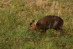 David Plant Photography - Wildlife Photography - Muntjac - B
