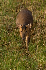 David Plant Photography - Wildlife Photography - Muntjac - C