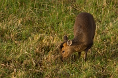 David Plant Photography - Wildlife Photography - Muntjac - D