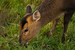 David Plant Photography - Wildlife Photography - Muntjac - G