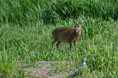 David Plant Photography - Wildlife Photography - Muntjac - J