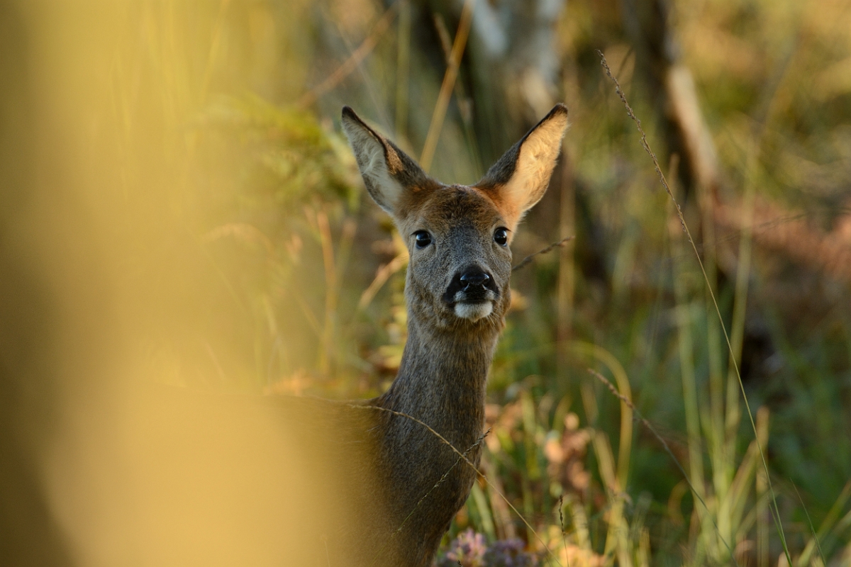 David Plant Photography - Wildlife Photography - Roe deer - B.jpg - Roe deer, Capreolus capreolus, behind tree - Dorset