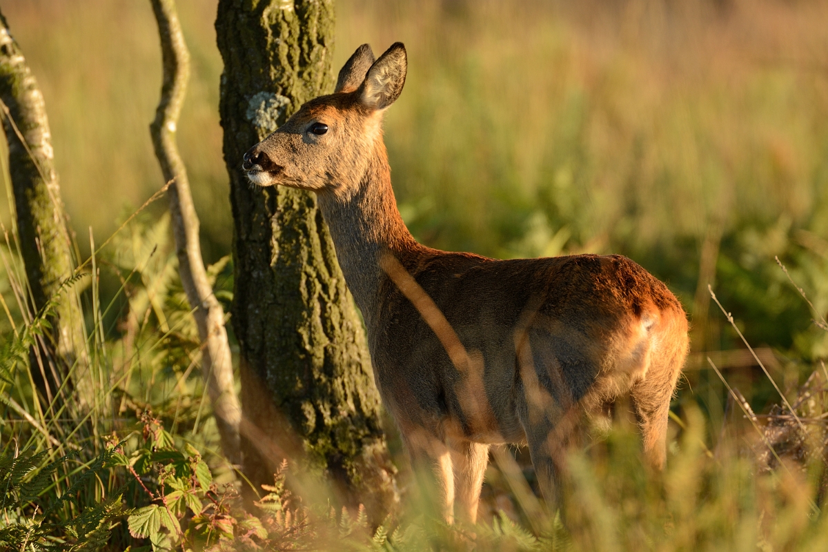 David Plant Photography - Wildlife Photography - Roe deer - C.jpg - Roe deer, Capreolus capreolus - Dorset