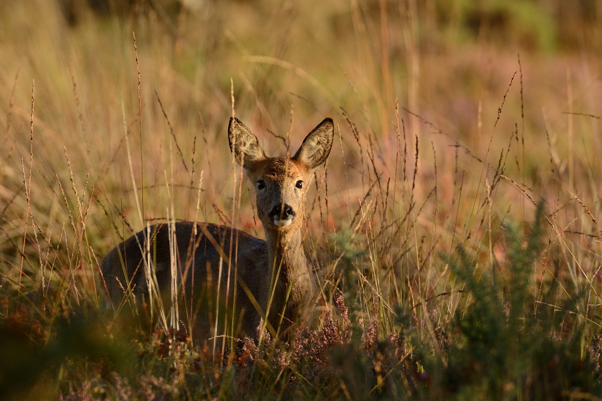 David Plant Photography - Wildlife Photography - Roe deer - D.jpg - Roe deer, Capreolus capreolus, amongst grass - Dorset