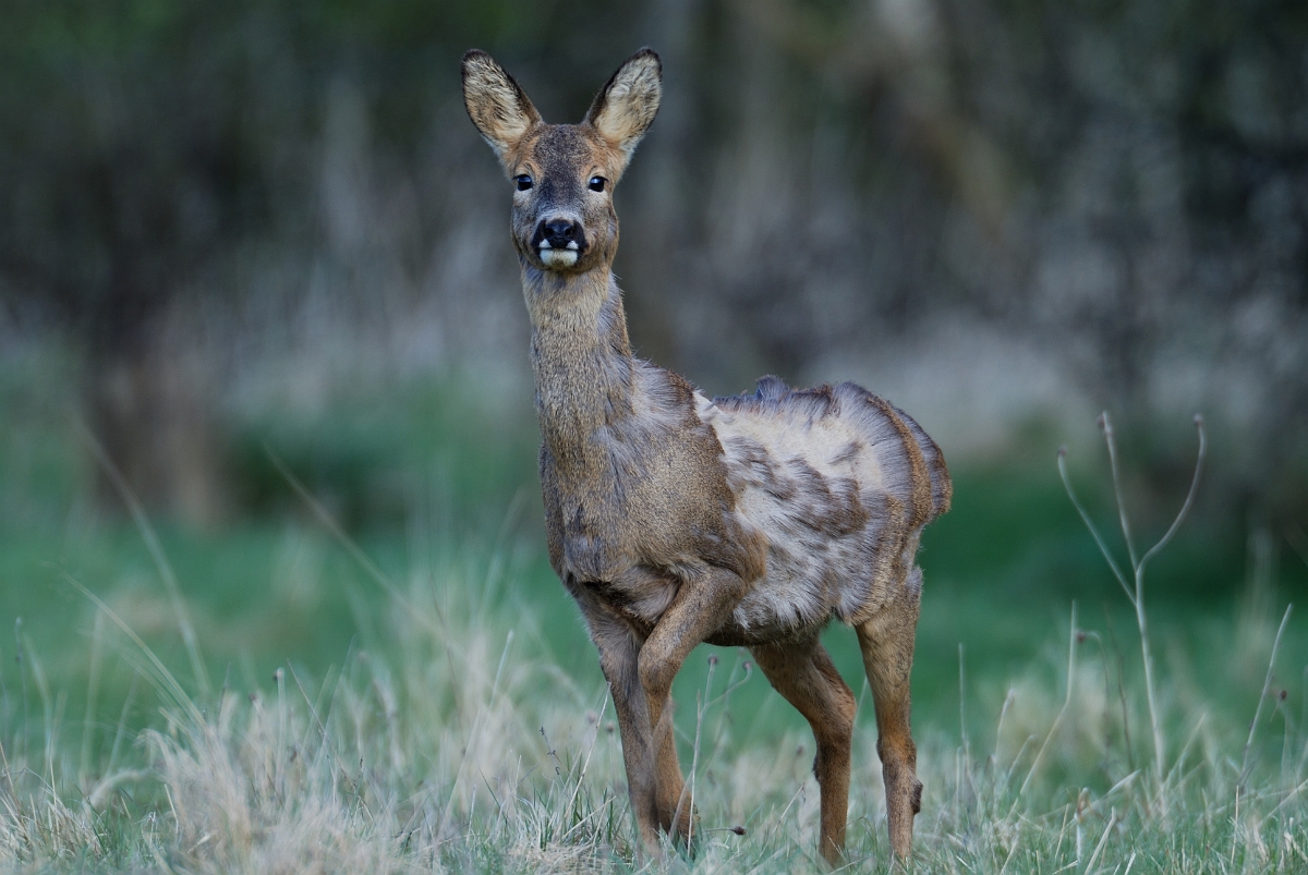 David Plant Photography - Wildlife Photography - Roe deer - E.JPG - Roe deer, Capreolus capreolus, female moulting - Gloucestershire