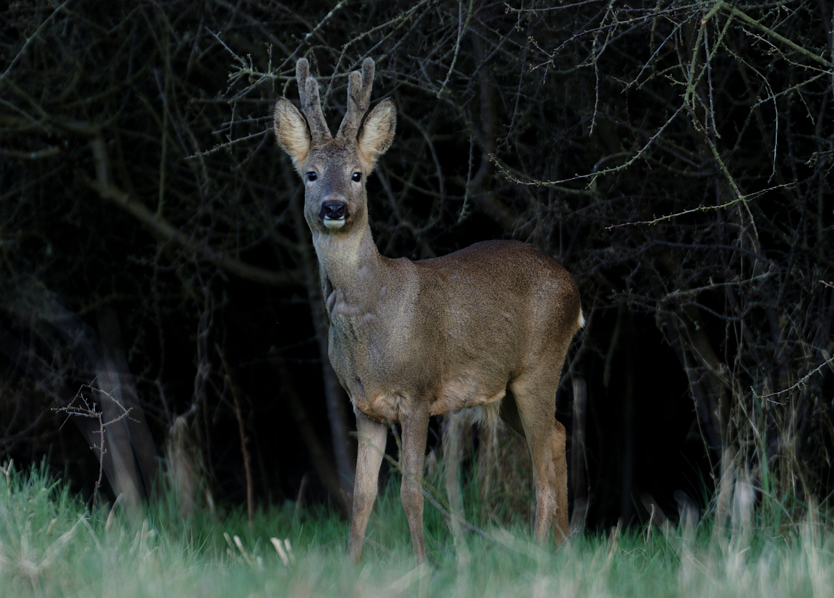 David Plant Photography - Wildlife Photography - Roe deer - F.jpg - Roe deer, Capreolus capreolus, male - Gloucestershire