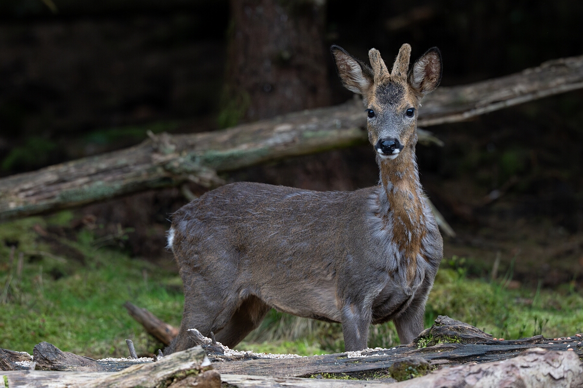 David Plant Photography - Wildlife Photography - Roe deer - H.jpg - Roe deer, Capreolus capreolus, male - Moray