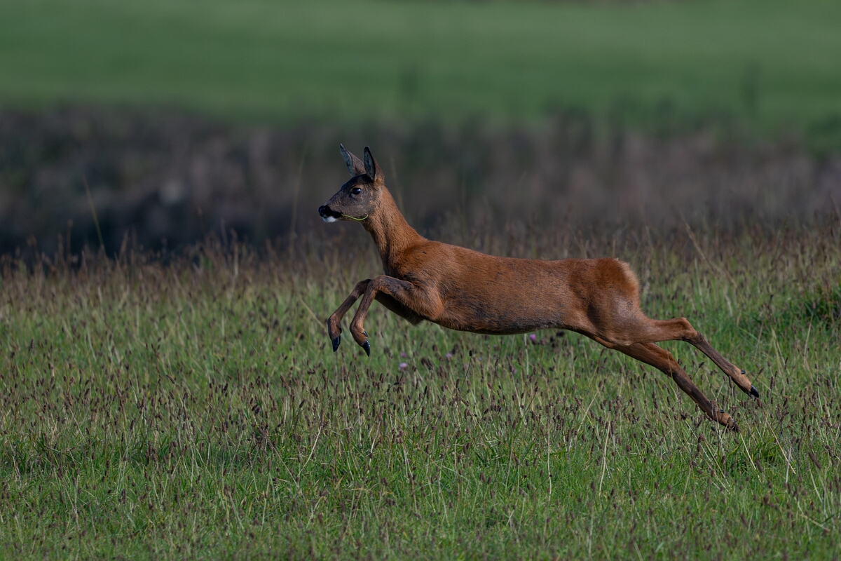 David Plant Photography - Wildlife Photography - Roe deer - L.jpg - Roe deer, Capreolus capreolus - East Riding of Yorkshire