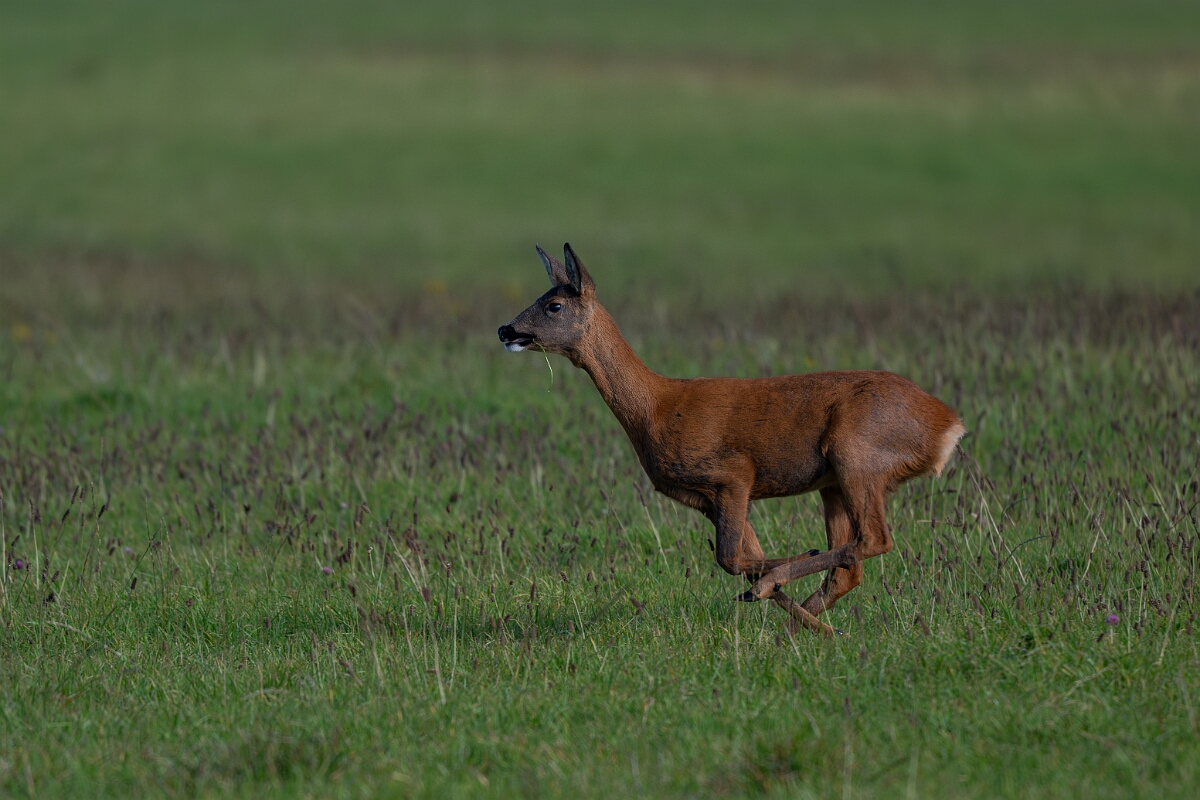 David Plant Photography - Wildlife Photography - Roe deer - M.jpg - Roe deer, Capreolus capreolus - East Riding of Yorkshire