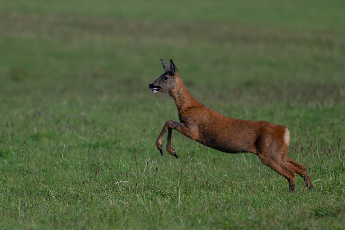 David Plant Photography - Wildlife Photography - Roe deer - N.jpg - Roe deer, Capreolus capreolus - East Riding of Yorkshire