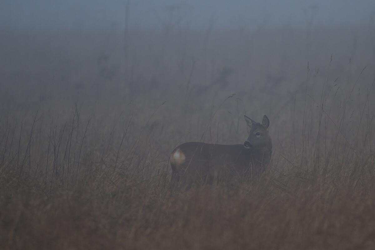 David Plant Photography - Wildlife Photography - Roe deer - O.jpg - Roe deer, Capreolus capreolus, in the fog - Gloucestershire