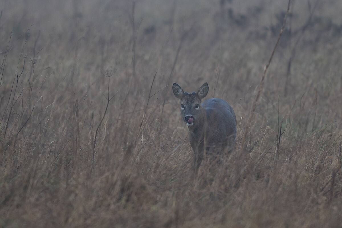 David Plant Photography - Wildlife Photography - Roe deer - P.jpg - Roe deer, Capreolus capreolus, in the fog - Gloucestershire
