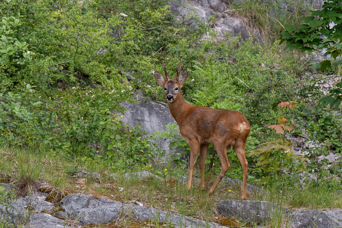 David Plant Photography - Wildlife Photography - Roe deer - R.jpg - Roe deer,  Capreolus capreolus, male - Avon