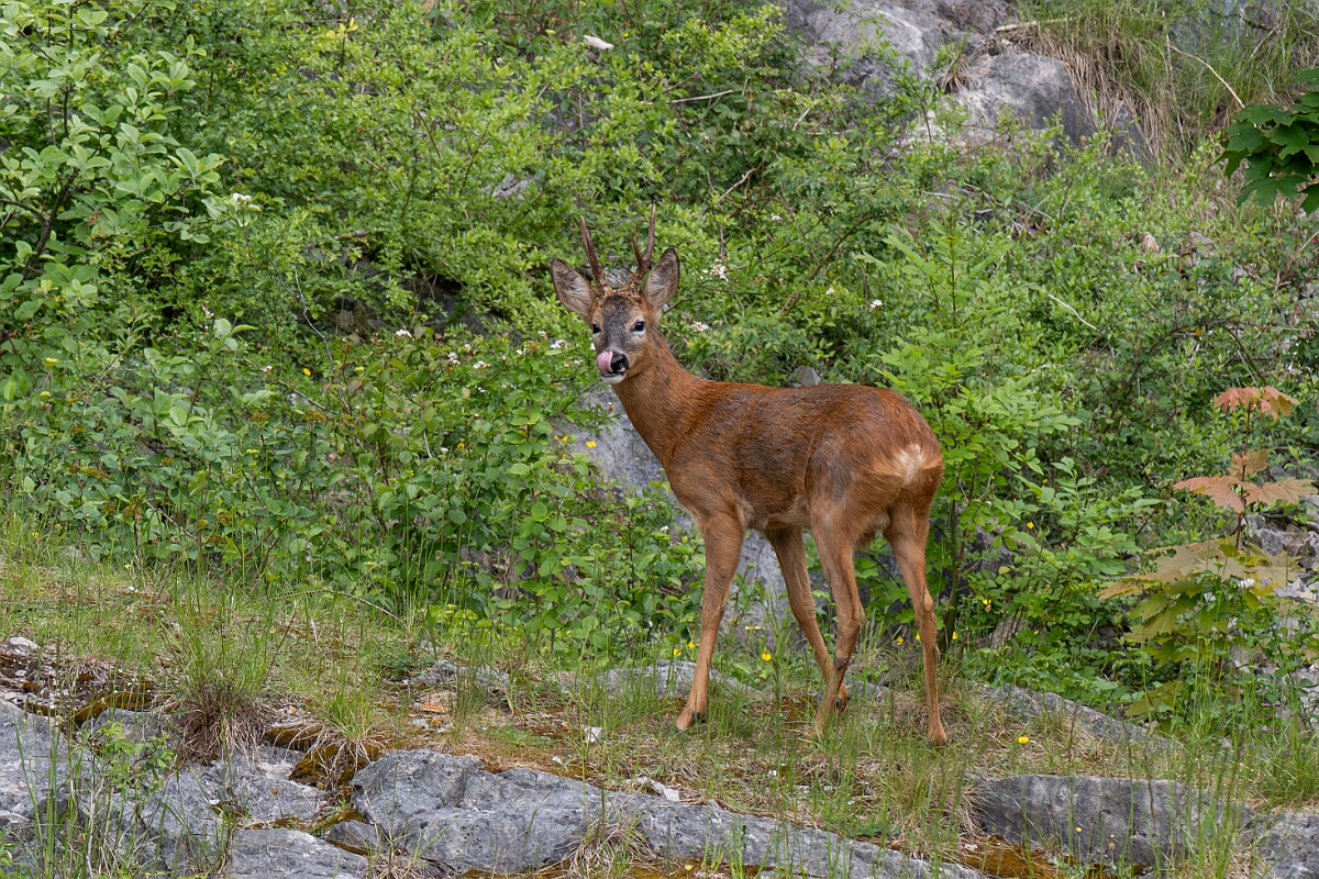 David Plant Photography - Wildlife Photography - Roe deer - S.jpg - Roe deer,  Capreolus capreolus, male - Avon