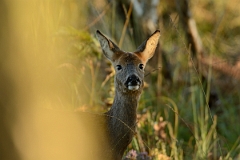 David Plant Photography - Wildlife Photography - Roe deer - B
