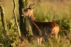 David Plant Photography - Wildlife Photography - Roe deer - C