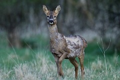 David Plant Photography - Wildlife Photography - Roe deer - E