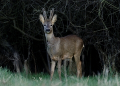 David Plant Photography - Wildlife Photography - Roe deer - F