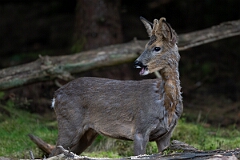 David Plant Photography - Wildlife Photography - Roe deer - G