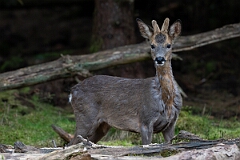 David Plant Photography - Wildlife Photography - Roe deer - H