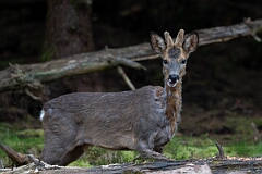 David Plant Photography - Wildlife Photography - Roe deer - I