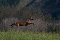 David Plant Photography - Wildlife Photography - Roe deer - J