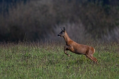 David Plant Photography - Wildlife Photography - Roe deer - K