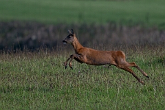 David Plant Photography - Wildlife Photography - Roe deer - L