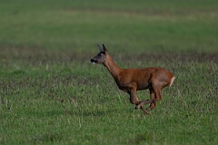 David Plant Photography - Wildlife Photography - Roe deer - M