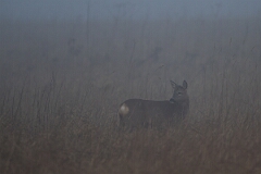 David Plant Photography - Wildlife Photography - Roe deer - O