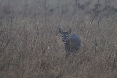 David Plant Photography - Wildlife Photography - Roe deer - P