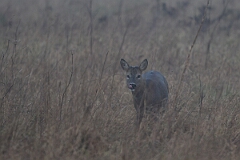 David Plant Photography - Wildlife Photography - Roe deer - Q