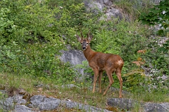 David Plant Photography - Wildlife Photography - Roe deer - R
