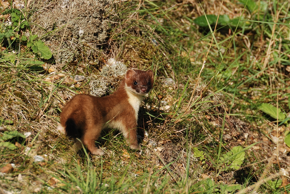 David Plant Photography - Wildlife Photographer - Stoat - A.jpg - Stoat, Mustela erminea - Norfolk