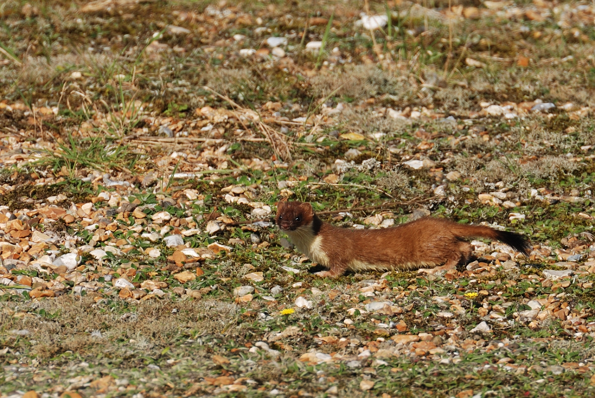 David Plant Photography - Wildlife Photographer - Stoat - B.jpg - Stoat, Mustela erminea - Norfolk