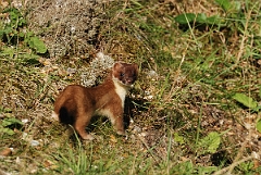 David Plant Photography - Wildlife Photographer - Stoat - A