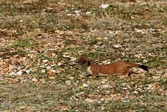 David Plant Photography - Wildlife Photographer - Stoat - B