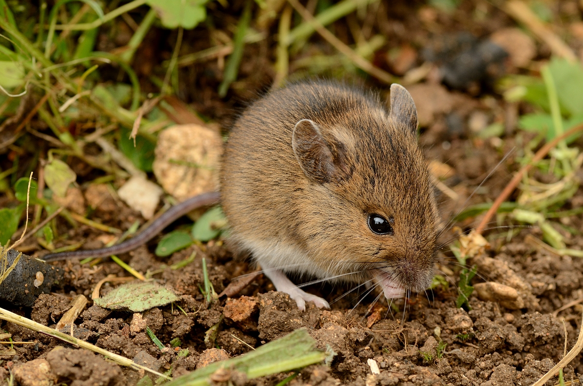 David Plant Photography - Wildlife Photography - Wood mouse - A.jpg - Wood mouse, Apodemus sylvaticus - Cotswolds