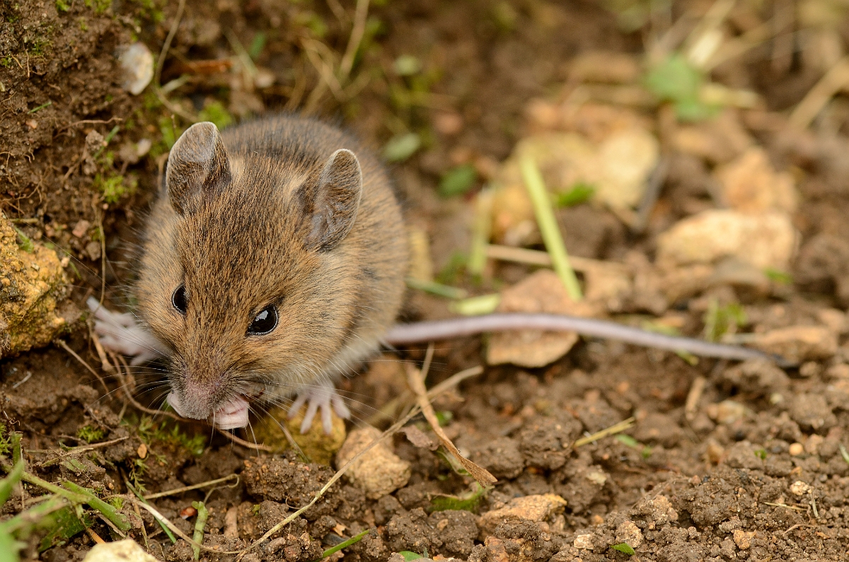 David Plant Photography - Wildlife Photography - Wood mouse - B.jpg - Wood mouse, Apodemus sylvaticus - Cotswolds