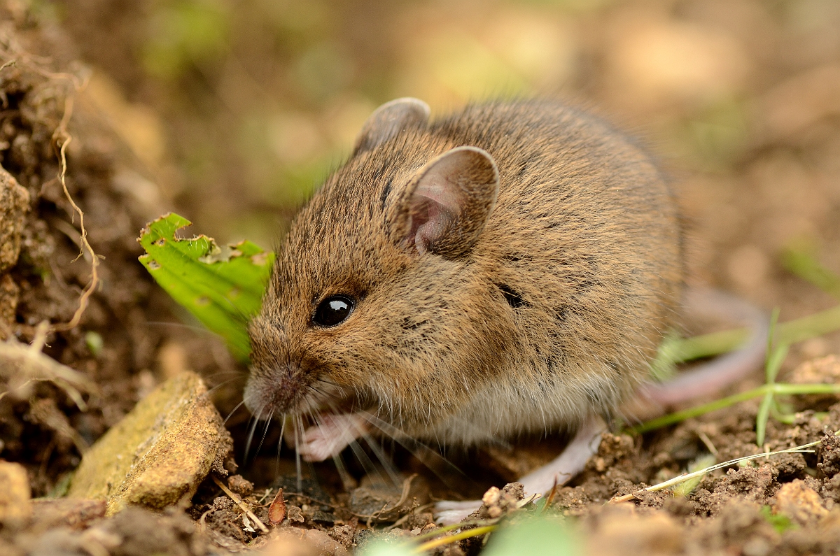 David Plant Photography - Wildlife Photography - Wood mouse - C.jpg - Wood mouse, Apodemus sylvaticus - Cotswolds