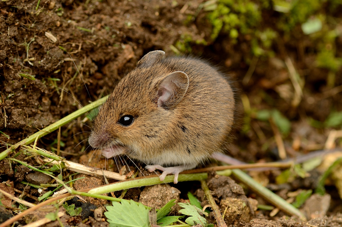 David Plant Photography - Wildlife Photography - Wood mouse - D.jpg - Wood mouse, Apodemus sylvaticus - Cotswolds