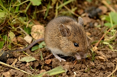David Plant Photography - Wildlife Photography - Wood mouse - A