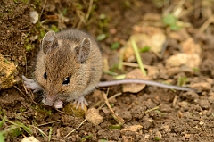 David Plant Photography - Wildlife Photography - Wood mouse - B