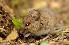 David Plant Photography - Wildlife Photography - Wood mouse - C