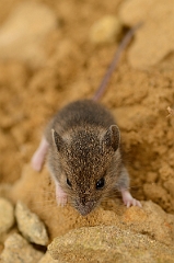 David Plant Photography - Wildlife Photography - Wood mouse - E