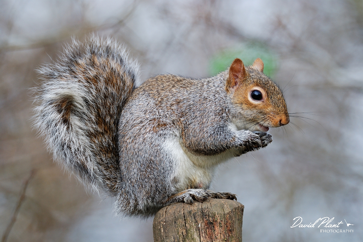 David Plant Photography - Wildlife Photographer - Grey squirrel - A.jpg - Grey squirrel - Leicestershire